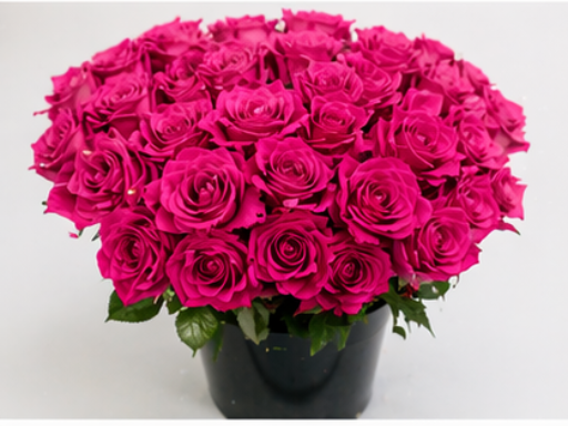 Roses Fuchsia